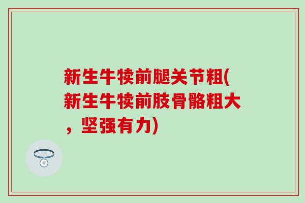 新生牛犊前腿关节粗(新生牛犊前肢骨骼粗大，坚强有力)