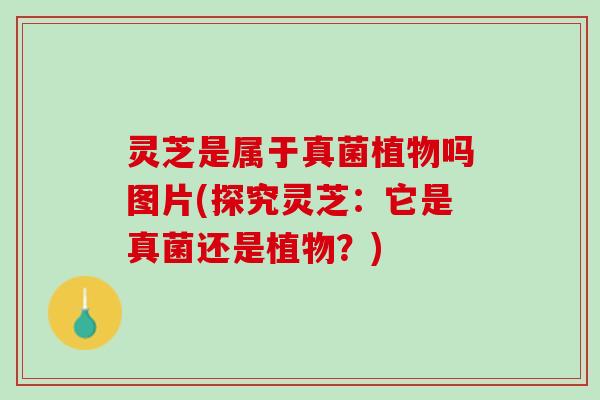 灵芝是属于真菌植物吗图片(探究灵芝：它是真菌还是植物？)