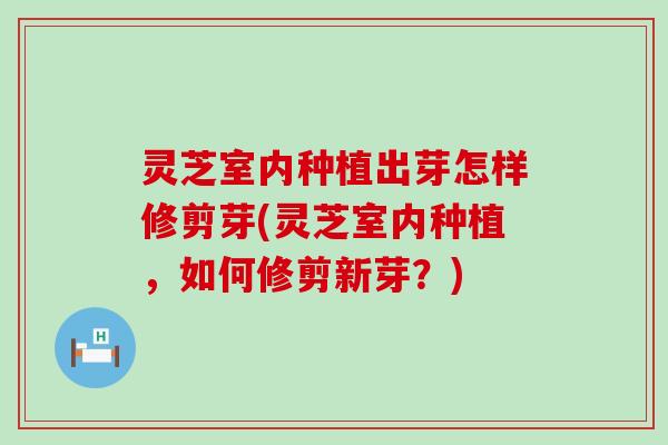 灵芝室内种植出芽怎样修剪芽(灵芝室内种植，如何修剪新芽？)