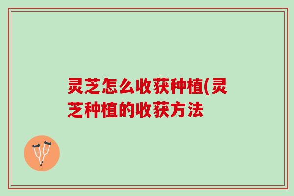 灵芝怎么收获种植(灵芝种植的收获方法
