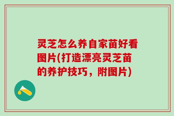 灵芝怎么养自家苗好看图片(打造漂亮灵芝苗的养护技巧，附图片)