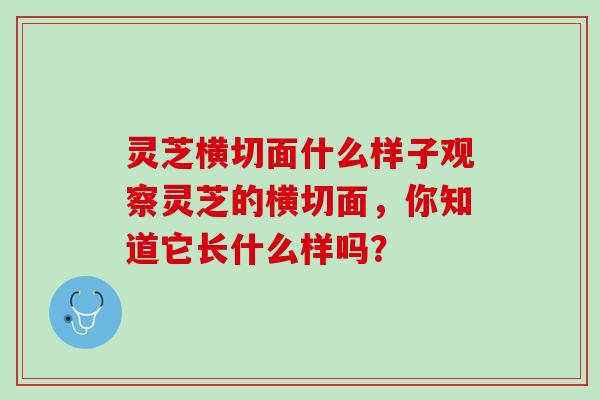 灵芝横切面什么样子观察灵芝的横切面，你知道它长什么样吗？