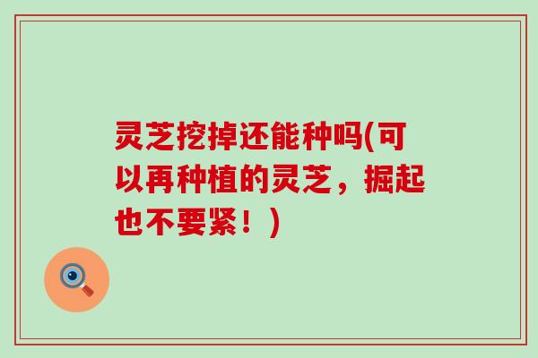 灵芝挖掉还能种吗(可以再种植的灵芝，掘起也不要紧！)