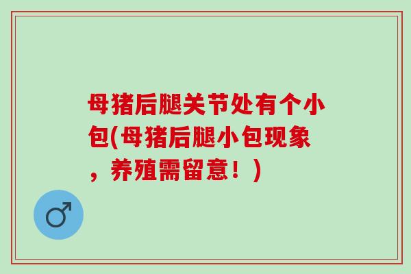 母猪后腿关节处有个小包(母猪后腿小包现象，养殖需留意！)