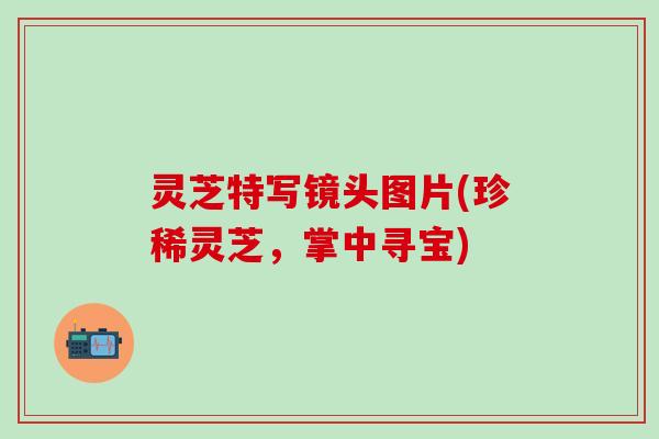 灵芝特写镜头图片(珍稀灵芝，掌中寻宝)
