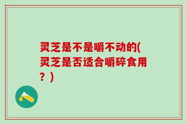 灵芝是不是嚼不动的(灵芝是否适合嚼碎食用？)