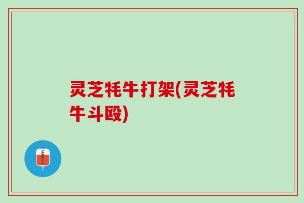 灵芝牦牛打架(灵芝牦牛斗殴)