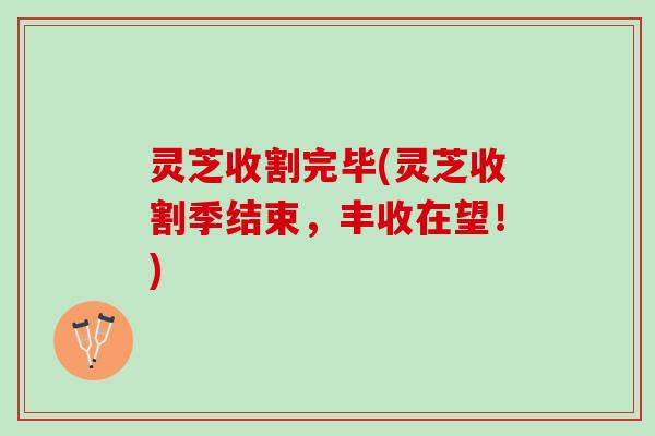 灵芝收割完毕(灵芝收割季结束，丰收在望！)