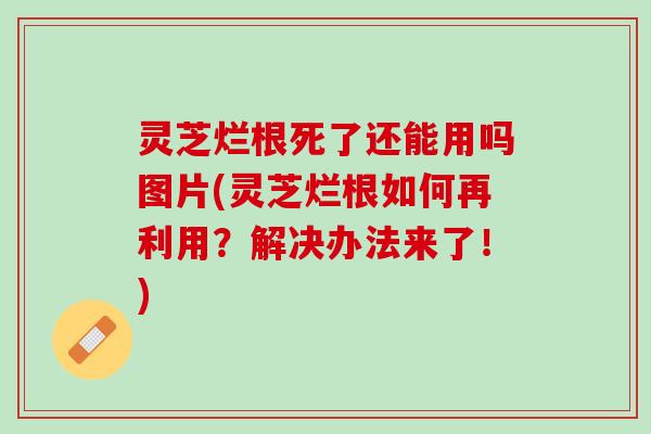 灵芝烂根死了还能用吗图片(灵芝烂根如何再利用？解决办法来了！)