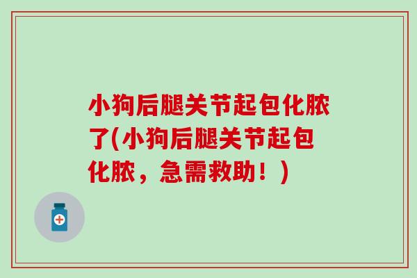 小狗后腿关节起包化脓了(小狗后腿关节起包化脓，急需救助！)