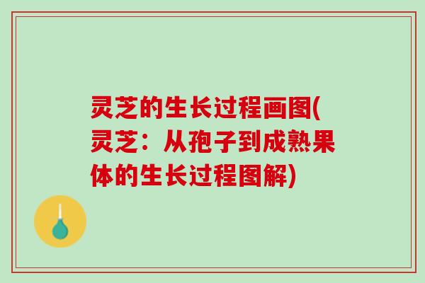 灵芝的生长过程画图(灵芝：从孢子到成熟果体的生长过程图解)
