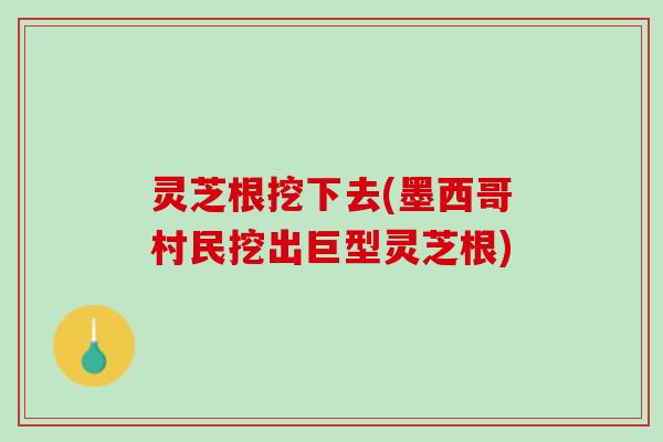 灵芝根挖下去(墨西哥村民挖出巨型灵芝根)