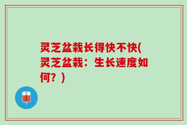 灵芝盆栽长得快不快(灵芝盆栽：生长速度如何？)
