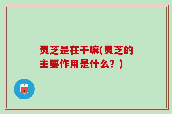 灵芝是在干嘛(灵芝的主要作用是什么？)