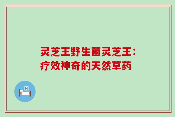 灵芝王野生菌灵芝王：疗效神奇的天然草药