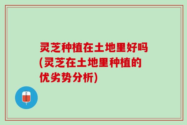 灵芝种植在土地里好吗(灵芝在土地里种植的优劣势分析)