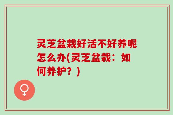 灵芝盆栽好活不好养呢怎么办(灵芝盆栽：如何养护？)