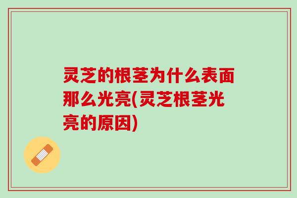 灵芝的根茎为什么表面那么光亮(灵芝根茎光亮的原因)