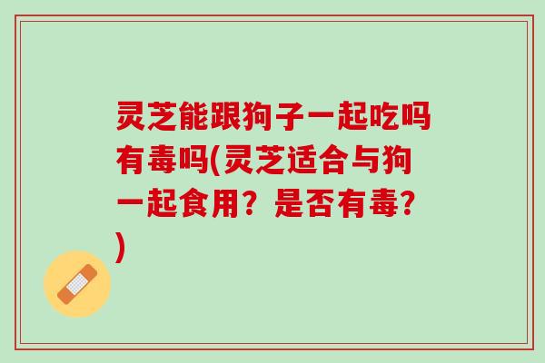 灵芝能跟狗子一起吃吗有毒吗(灵芝适合与狗一起食用？是否有毒？)