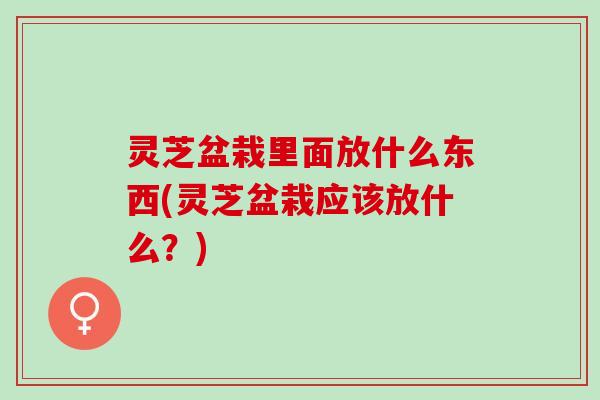 灵芝盆栽里面放什么东西(灵芝盆栽应该放什么？)