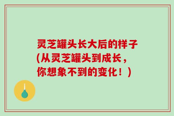 灵芝罐头长大后的样子(从灵芝罐头到成长，你想象不到的变化！)