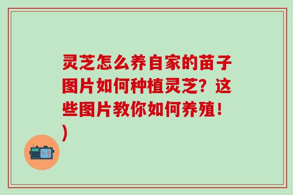 灵芝怎么养自家的苗子图片如何种植灵芝？这些图片教你如何养殖！)