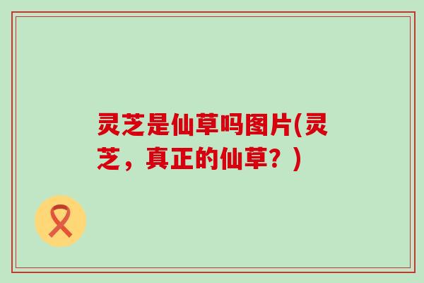 灵芝是仙草吗图片(灵芝，真正的仙草？)