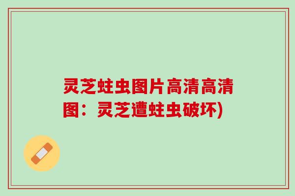 灵芝蛀虫图片高清高清图：灵芝遭蛀虫破坏)