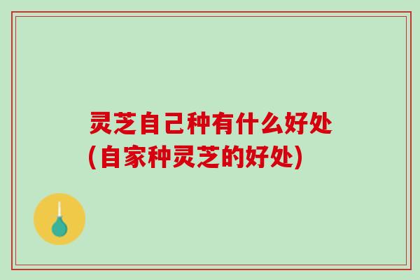 灵芝自己种有什么好处(自家种灵芝的好处)