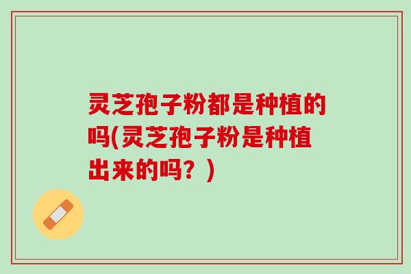 灵芝孢子粉都是种植的吗(灵芝孢子粉是种植出来的吗？)