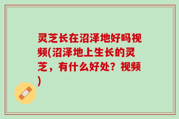 灵芝长在沼泽地好吗视频(沼泽地上生长的灵芝，有什么好处？视频)