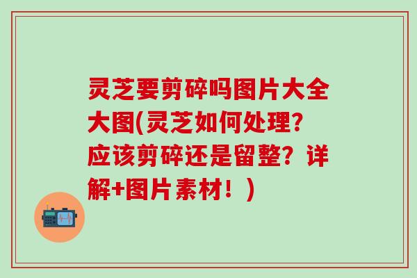 灵芝要剪碎吗图片大全大图(灵芝如何处理？应该剪碎还是留整？详解+图片素材！)