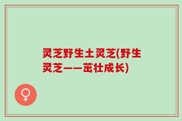 灵芝野生土灵芝(野生灵芝——茁壮成长)