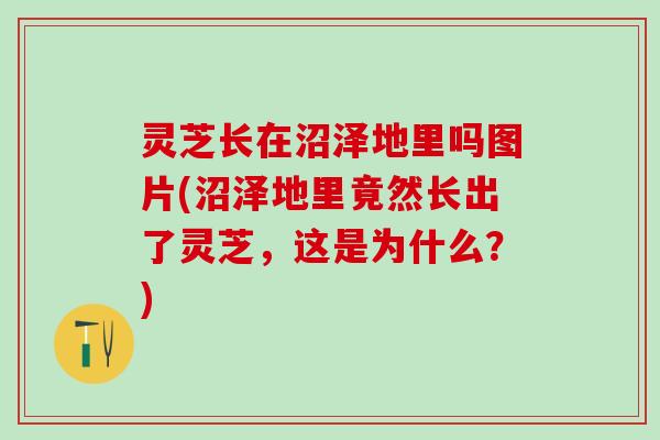 灵芝长在沼泽地里吗图片(沼泽地里竟然长出了灵芝，这是为什么？)