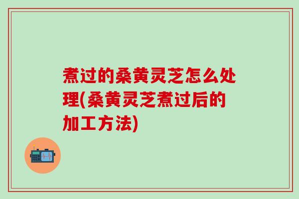 煮过的桑黄灵芝怎么处理(桑黄灵芝煮过后的加工方法)