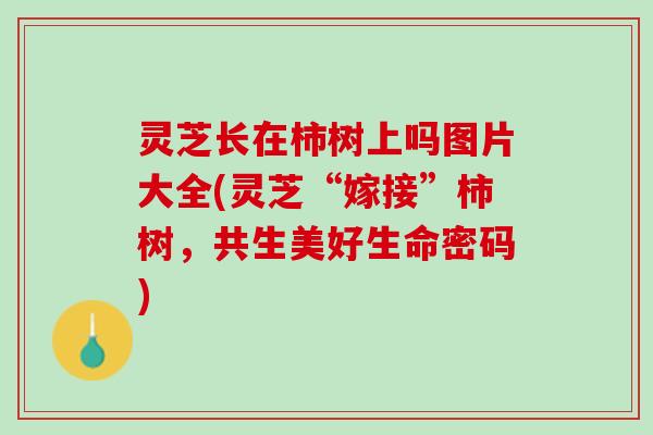 灵芝长在柿树上吗图片大全(灵芝“嫁接”柿树，共生美好生命密码)
