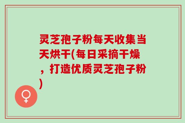 灵芝孢子粉每天收集当天烘干(每日采摘干燥，打造优质灵芝孢子粉)