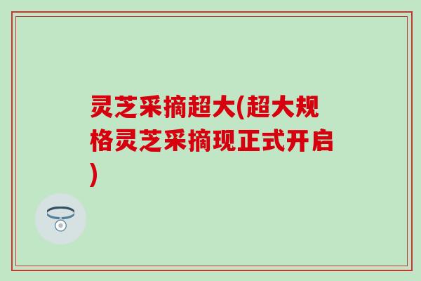 灵芝采摘超大(超大规格灵芝采摘现正式开启)