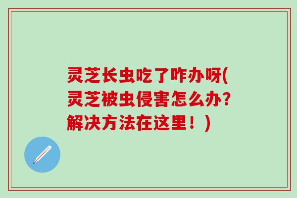 灵芝长虫吃了咋办呀(灵芝被虫侵害怎么办？解决方法在这里！)