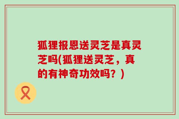 狐狸报恩送灵芝是真灵芝吗(狐狸送灵芝，真的有神奇功效吗？)