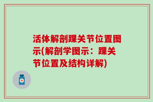 活体解剖踝关节位置图示(解剖学图示：踝关节位置及结构详解)