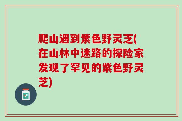爬山遇到紫色野灵芝(在山林中迷路的探险家发现了罕见的紫色野灵芝)