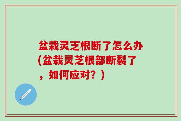 盆栽灵芝根断了怎么办(盆栽灵芝根部断裂了，如何应对？)