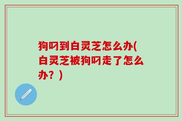 狗叼到白灵芝怎么办(白灵芝被狗叼走了怎么办？)