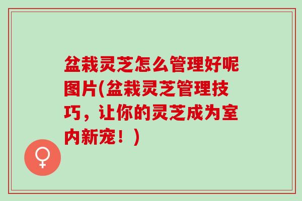 盆栽灵芝怎么管理好呢图片(盆栽灵芝管理技巧，让你的灵芝成为室内新宠！)