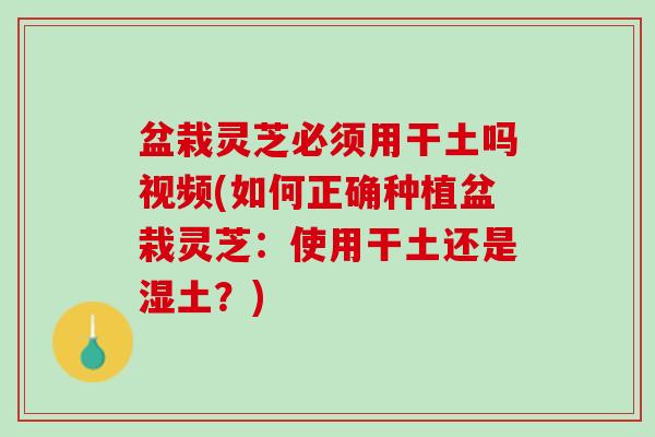 盆栽灵芝必须用干土吗视频(如何正确种植盆栽灵芝：使用干土还是湿土？)