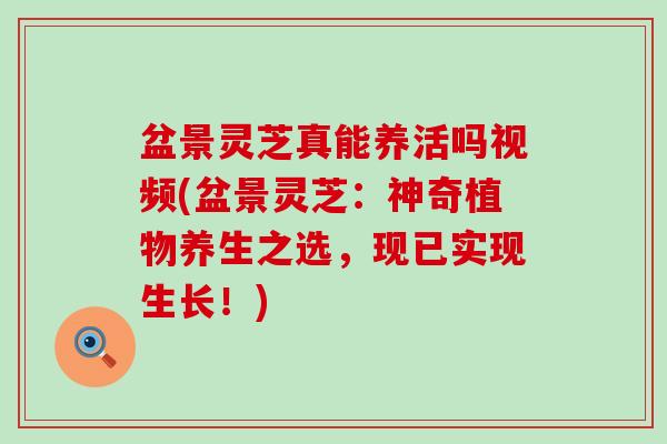 盆景灵芝真能养活吗视频(盆景灵芝：神奇植物养生之选，现已实现生长！)