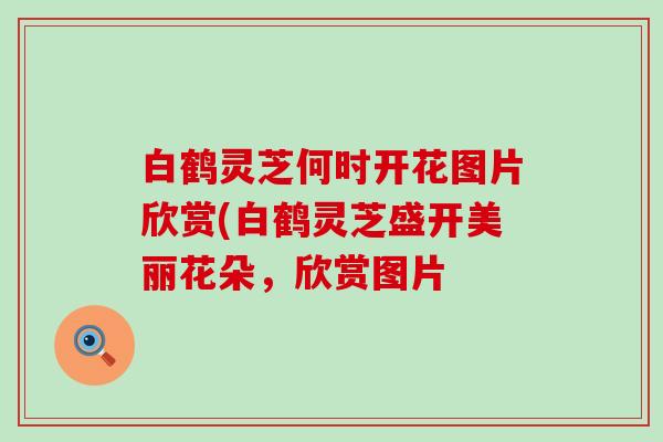 白鹤灵芝何时开花图片欣赏(白鹤灵芝盛开美丽花朵，欣赏图片