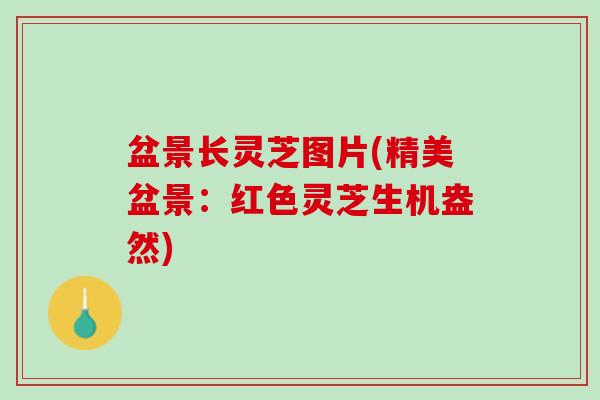 盆景长灵芝图片(精美盆景：红色灵芝生机盎然)