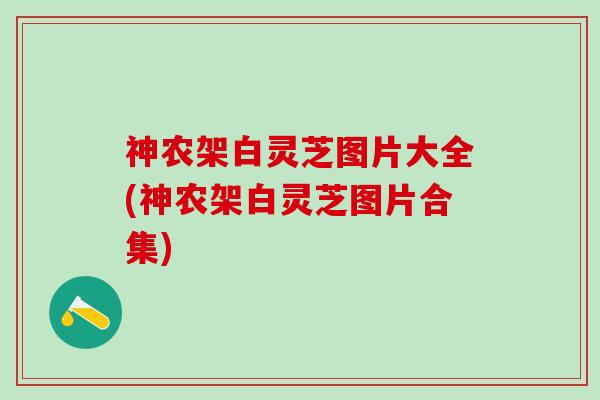 神农架白灵芝图片大全(神农架白灵芝图片合集)